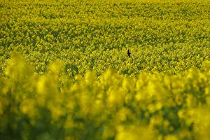 A swallow flies above a rapeseed field in Poliez-Pittet A swallow flies above a rapeseed field in Poliez-Pittet