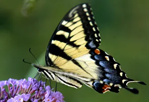 A swallowtail butterfly collects pollen from a butterfly bush in Delaware A swallowtail butterfly collects pollen from a butterfly bush in Delaware