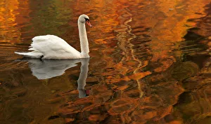 A swan paddles through the reflected autumnal colours on Loch Faskally Pitlochry A swan paddles through the reflected autumnal colours on Loch Faskally Pitlochry