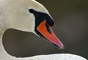Swan rests at a lake near Pamplona Swan rests at a lake near Pamplona