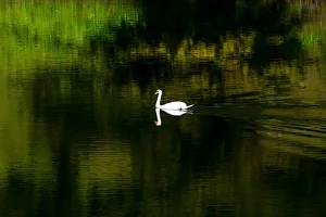 A swan swims in the moat surrounding the Imperial Palace A swan swims in the moat surrounding the Imperial Palace