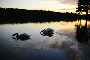 Swans glide as the sun sets over Hawley Lake near Blackwate Swans glide as the sun sets over Hawley Lake near Blackwate