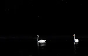Swans are seen in morning sunlight on the Serpentine Lake in London, Britain Swans are seen in morning sunlight on the Serpentine Lake in London, Britain