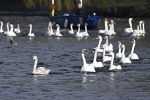 Swans swim on the city lake Alster after they were released from winter quarters in Swans swim on the city lake Alster after they were released from winter quarters in