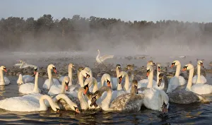 Swans swim at a lake on the outskirts of Minsk Swans swim at a lake on the outskirts of Minsk