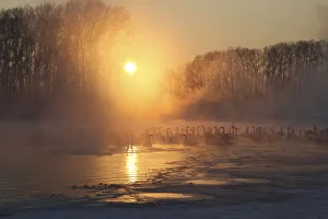 Swans swim over a lake as steam ascends above the water during sunset near the village Swans swim over a lake as steam ascends above the water during sunset near the village