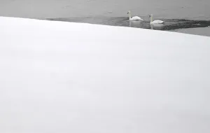 Swans swim in a thawed out section of a frozen lake near the County Kildare town of Swans swim in a thawed out section of a frozen lake near the County Kildare town of