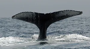 Tail of humpback whale is seen in the the sea of Manta Tail of humpback whale is seen in the the sea of Manta
