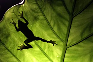 A Taipei tree frog climbs a leaf in Tucheng, Taipei County A Taipei tree frog climbs a leaf in Tucheng, Taipei County