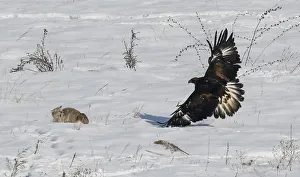 A tamed golden eagle chases a fox during an annual hunters competition at Almaty A tamed golden eagle chases a fox during an annual hunters competition at Almaty