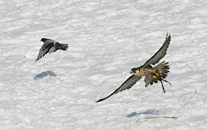 A tamed hawk chases a dove during an annual hunters competition at Almaty hippodrome A tamed hawk chases a dove during an annual hunters competition at Almaty hippodrome