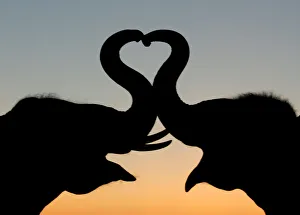 Thai elephants form a heart shape with trunks in Ayutthaya Thai elephants form a heart shape with trunks in Ayutthaya