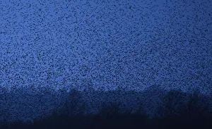 Thousands of starlings fly over marshes as they return to roost at dusk near Glastonbury Thousands of starlings fly over marshes as they return to roost at dusk near Glastonbury