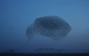 Thousands of starlings fly in a murmuration as they return to roost at dusk near Ely in Thousands of starlings fly in a murmuration as they return to roost at dusk near Ely in