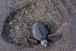 THREE-DAY-OLD GREEN TURTLE HATCHLING IN YOGYAKARTA THREE-DAY-OLD GREEN TURTLE HATCHLING IN YOGYAKARTA