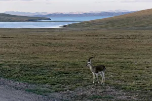 Tibetan gazelle stands near Ngoring Lake close to the headwaters of the Yellow River in Tibetan gazelle stands near Ngoring Lake close to the headwaters of the Yellow River in