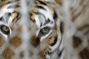 A tiger is seen in a cage before a rehearsal at the Fuentes Boys Circus in Mexico City A tiger is seen in a cage before a rehearsal at the Fuentes Boys Circus in Mexico City