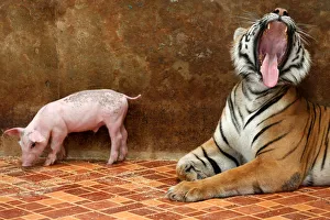 A tiger yawns next to a piglet at the Sriracha Tiger Zoo, in Chonburi province, Thailand A tiger yawns next to a piglet at the Sriracha Tiger Zoo, in Chonburi province, Thailand