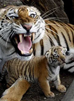 A tigress lays beside a cub she gave birth to in captivity A tigress lays beside a cub she gave birth to in captivity