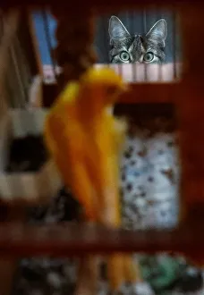 Tomcat Findus looks through a window while canary Dodo sits in his cage in Hanau Tomcat Findus looks through a window while canary Dodo sits in his cage in Hanau