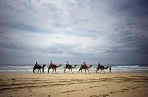 Tourists ride on camels belonging to Port Macquarie Camel Safaris alongside the Pacific Tourists ride on camels belonging to Port Macquarie Camel Safaris alongside the Pacific