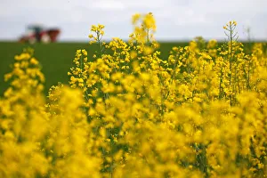 A tractor is seen through flowers in Cuvillers near Cambrai A tractor is seen through flowers in Cuvillers near Cambrai