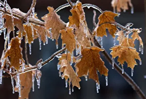 Tree branches and leaves are cased in ice following an ice storm in Toronto Tree branches and leaves are cased in ice following an ice storm in Toronto