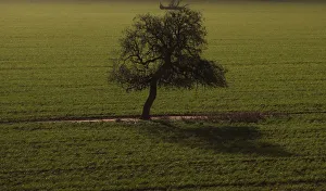 A tree casts a shadow over a wheat crop at a farm in Condobolin A tree casts a shadow over a wheat crop at a farm in Condobolin