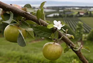A tree laden with apples stands in an orchard in Kressbronn near Lindau at lake Bodensee A tree laden with apples stands in an orchard in Kressbronn near Lindau at lake Bodensee