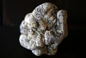 A truffle is seen on a table in Alba north-western Italy A truffle is seen on a table in Alba north-western Italy