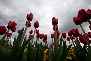 Tulips are seen in full bloom at a roadside in Istanbul Tulips are seen in full bloom at a roadside in Istanbul