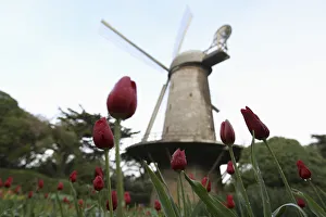 Tulips are shown near the Dutch Windmill in the Queen Wilhelmina Tulip Garden in Golden Tulips are shown near the Dutch Windmill in the Queen Wilhelmina Tulip Garden in Golden