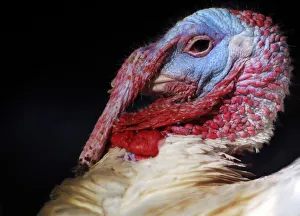 A turkey looks around its enclosure at Seven Acres Farm in North Reading, Massachusetts A turkey looks around its enclosure at Seven Acres Farm in North Reading, Massachusetts