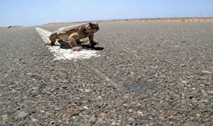 An Uromastyx lizard, also known as a dabb lizard, crosses a road in a desert near Tabuk An Uromastyx lizard, also known as a dabb lizard, crosses a road in a desert near Tabuk