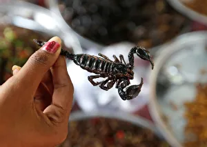 A vendor holds a fried scorpion as she prepares for sale in Kampong Cham A vendor holds a fried scorpion as she prepares for sale in Kampong Cham