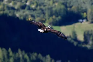 Victor, a nine year old white-tailed eagle equipped with a 360 camera, flies over glaciers Victor, a nine year old white-tailed eagle equipped with a 360 camera, flies over glaciers