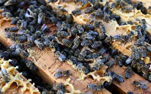 A view shows bees on a honeycomb section at an apiary near Krasnoyarsk A view shows bees on a honeycomb section at an apiary near Krasnoyarsk