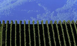 VINES COVER THE SIDE OF A HILL IN VICTORIA'S YARRA VALLEY VINES COVER THE SIDE OF A HILL IN VICTORIA'S YARRA VALLEY