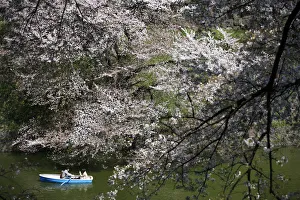 Visitors ride a boat in the Chidorigafuchi moat, as they enjoy fully bloomed cherry blossoms Visitors ride a boat in the Chidorigafuchi moat, as they enjoy fully bloomed cherry blossoms