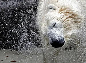 Vitus, an 18-year-old male polar bear, shakes off water inside his enclosure at the Vitus, an 18-year-old male polar bear, shakes off water inside his enclosure at the