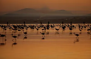 Volunteers wade across the lagoon at dawn to gather flamingo chicks and place them Volunteers wade across the lagoon at dawn to gather flamingo chicks and place them