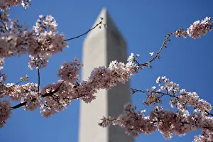 The Washington Monument stands behind blooming cherry trees in Washington The Washington Monument stands behind blooming cherry trees in Washington