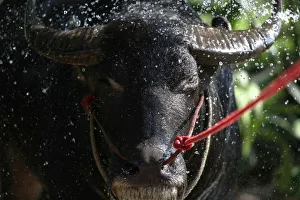 Water buffalo has a shower before a practice session ahead of Chonburis annual buffalo Water buffalo has a shower before a practice session ahead of Chonburis annual buffalo