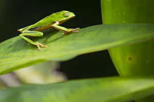 A Waxy Monkey Leaf frog is seen at the Manu National Park in Perus southern Amazon A Waxy Monkey Leaf frog is seen at the Manu National Park in Perus southern Amazon