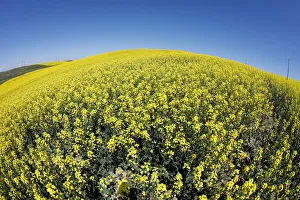 Western Canadian canola fields are seen in full bloom before they will be harvested later Western Canadian canola fields are seen in full bloom before they will be harvested later