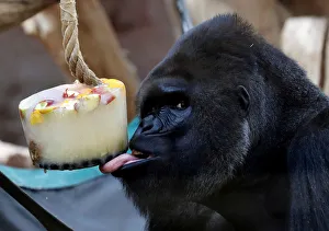 A western lowland gorilla eats ice cream in its enclosure at Prague Zoo A western lowland gorilla eats ice cream in its enclosure at Prague Zoo