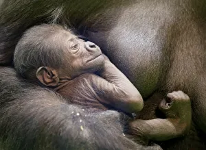 Western lowland gorilla Kira holds her newborn baby in its enclosure at the Moscow Zoo in Western lowland gorilla Kira holds her newborn baby in its enclosure at the Moscow Zoo in