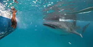 A whale shark approaches a feeder boat off the beach of Tan-awan A whale shark approaches a feeder boat off the beach of Tan-awan