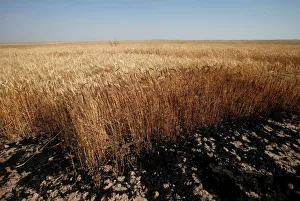 Part of a wheat field, burned by fire, seen in al-Hamdaniya Part of a wheat field, burned by fire, seen in al-Hamdaniya