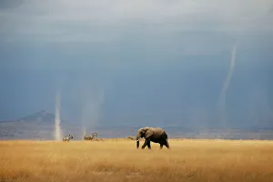 Whirlwind is seen as elephant and zebras walk through the Amboseli National Park Whirlwind is seen as elephant and zebras walk through the Amboseli National Park